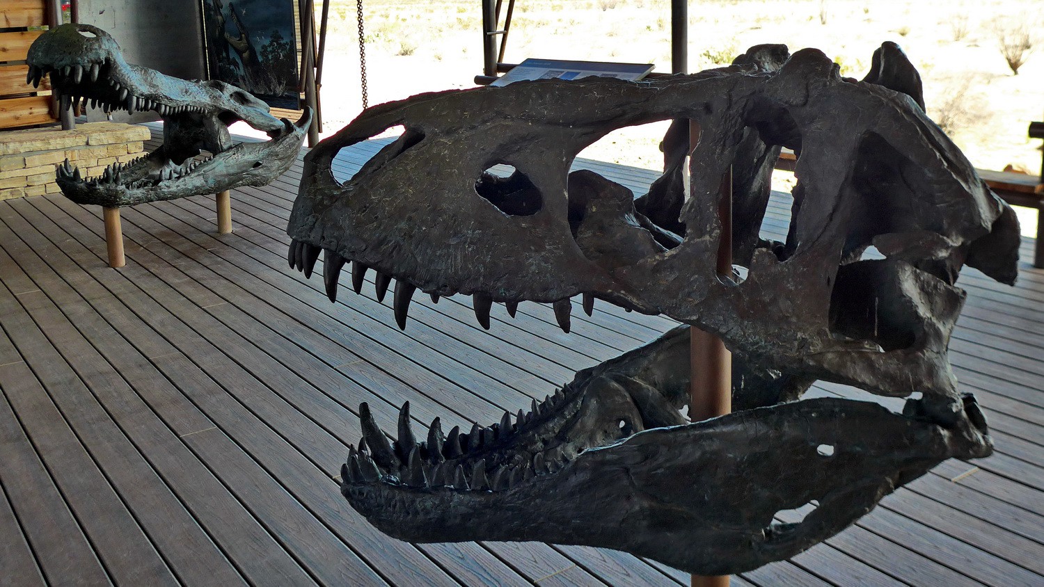 Head of a Tyrannosaurus (up to 12 meters long and 7,300 kg) and a giant Crocodile (up to 12 meters long, too)